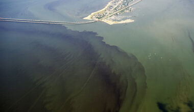 Mild dead zones forecast for Chesapeake Bay due to drought