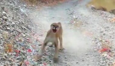 What should you do if you encounter a mountain lion? – Deseret News