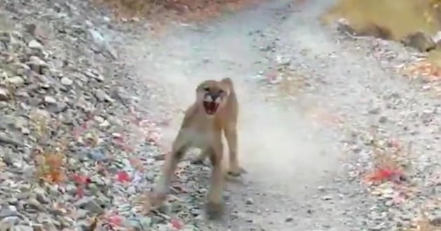 What should you do if you encounter a mountain lion? – Deseret News