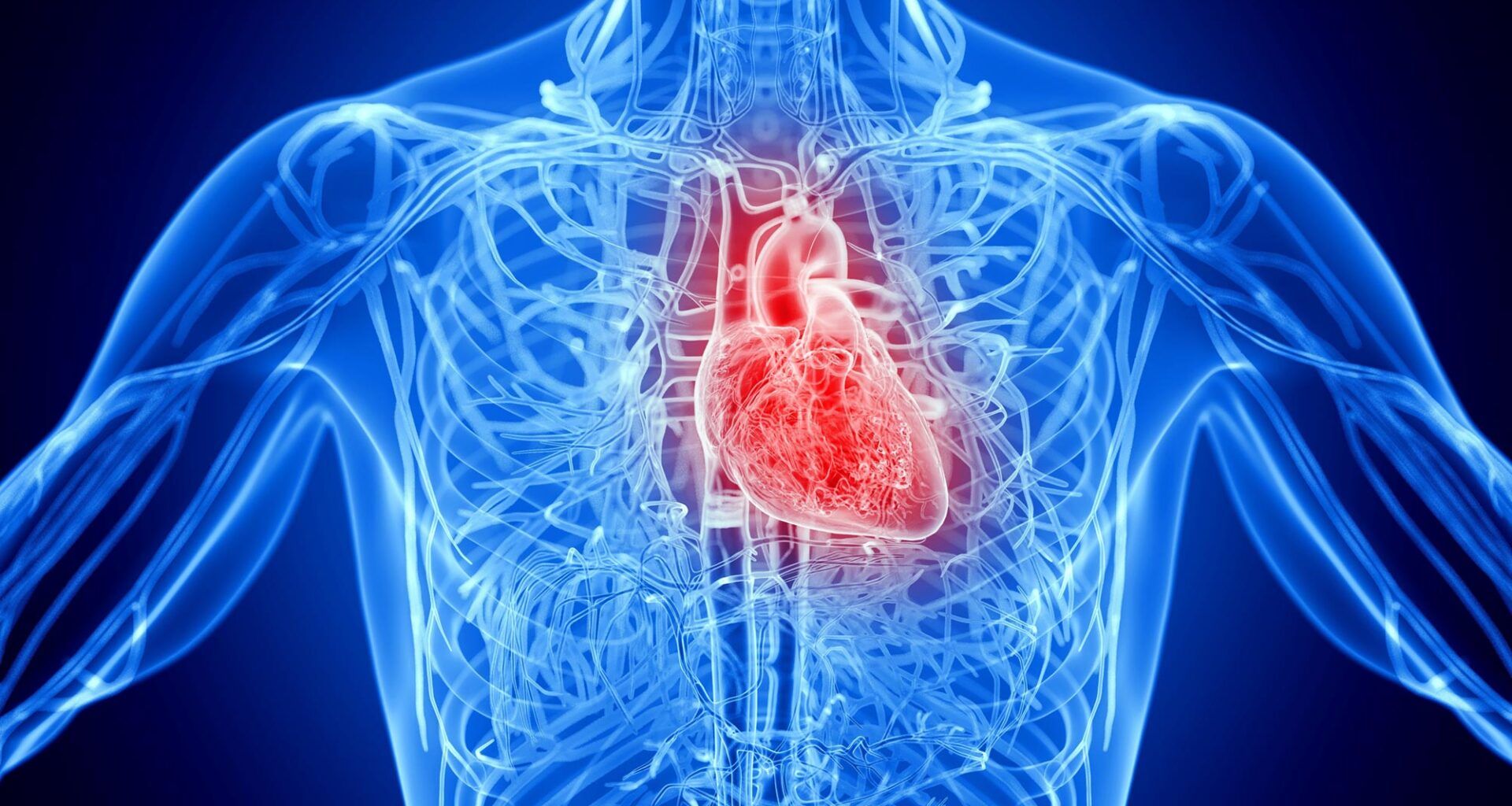 Male Anatomy Inflamed Heart Disease