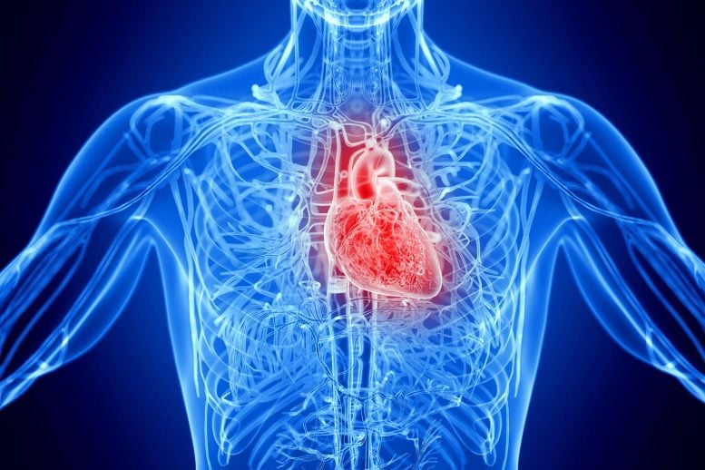 Male Anatomy Inflamed Heart Disease