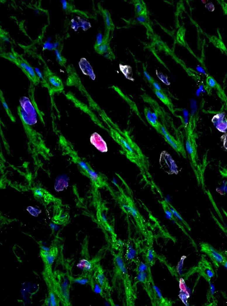 Microscopy Image of Replicating Heart Muscle Cells