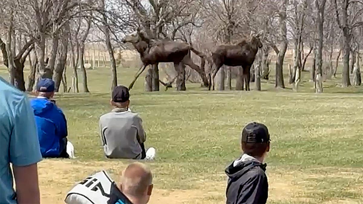 Two moose run around a golf course in North Dakota