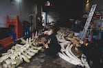 An undated provided photo showing Frank Hadfield of Dinosaur Valley Studios, left, and Lisa Ballance of OSU's Marine Mammal Institute examining the skeleton of a blue whale. The whale washed ashore in 2015. Oregonians will be able to watch the 5,500-pound skeleton come to life via webcams at beav.es/bones. 