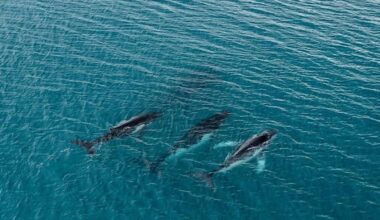 Study finds new record-setting whale migration — twice – Deseret News