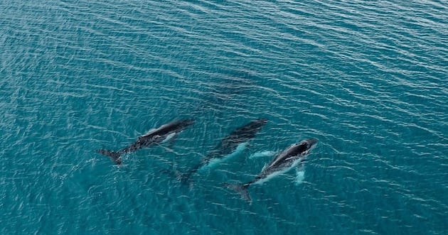 Study finds new record-setting whale migration — twice – Deseret News