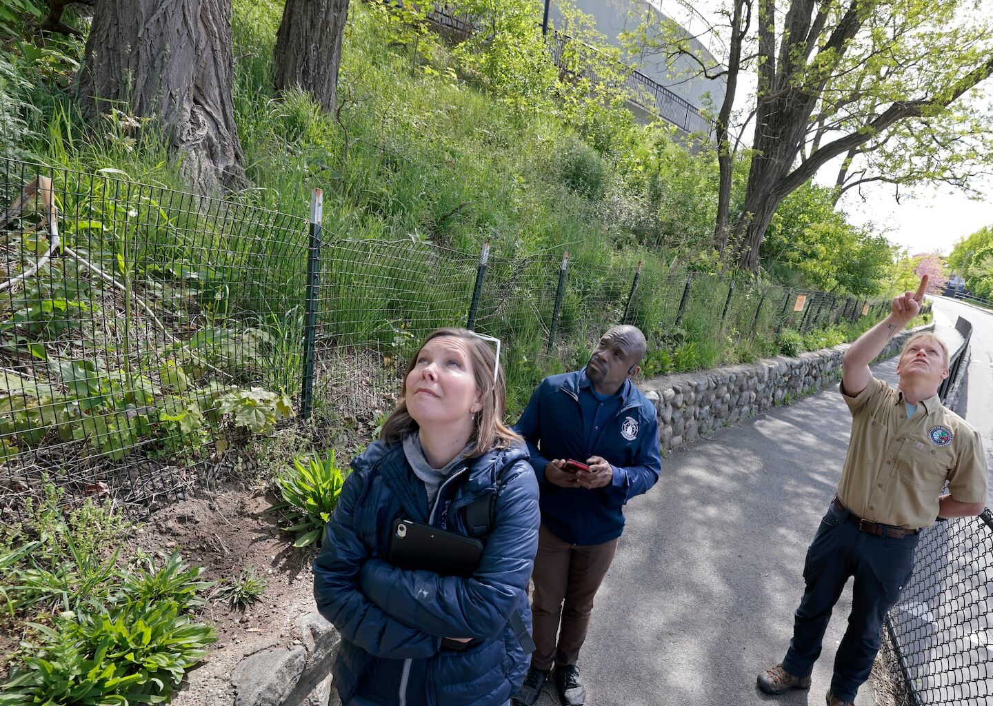 Somerville's 'Tree Amigos' care for city trees