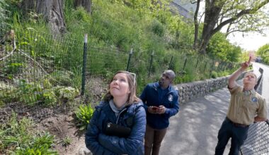 Somerville's 'Tree Amigos' care for city trees