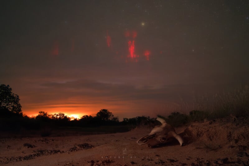 A cow skull lies on sandy ground at dusk, with a glowing sunset on the horizon and red sprites illuminating the night sky above scattered stars and silhouettes of trees.
