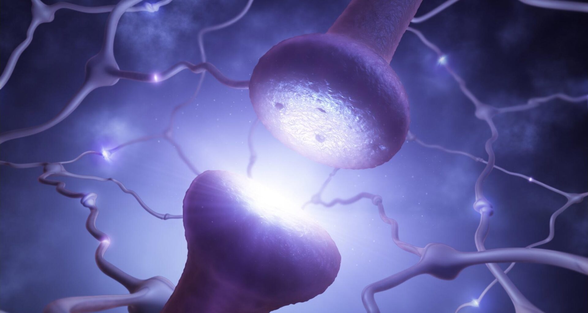 Neuron Network Synapse