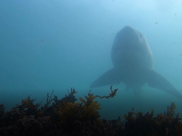 Shark Lab at University of California, Long Beach, give tips on how to stay safe this "sharky summer." (Photo courtesy of Shark Lab)