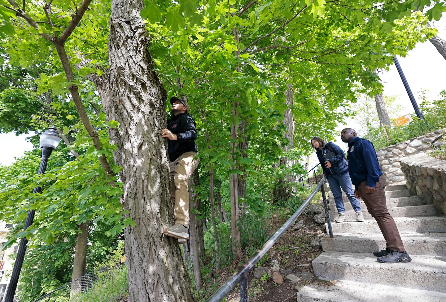 Tyler Merchant of Stanley Tree Service climbed up a black locust tree to take a peek at a void as Boukili and Drayton looked on.