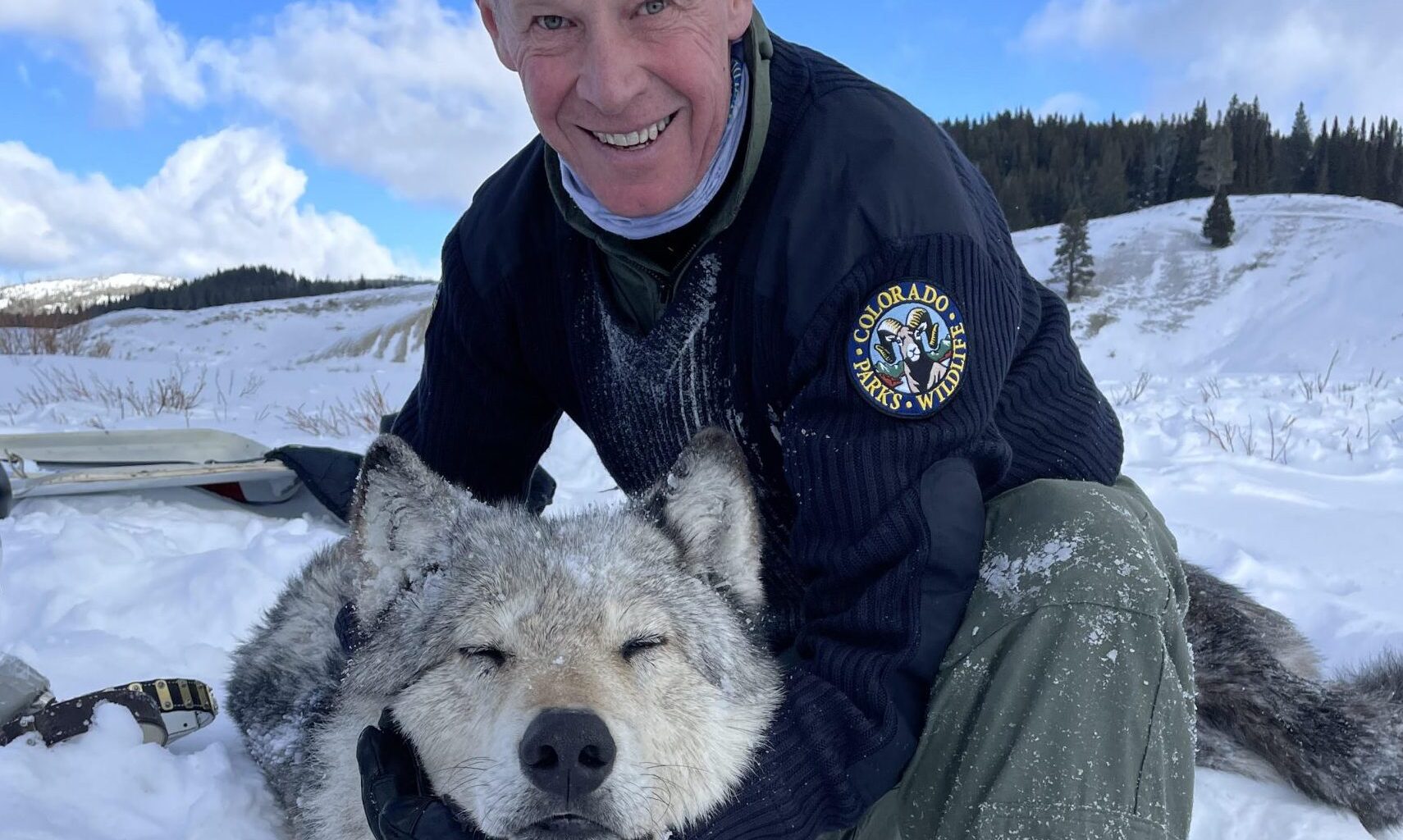 Colorado’s wolf reintroduction hits "inflection point" as program leader steps down, population dwindles and conflicts increase