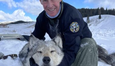 Colorado’s wolf reintroduction hits "inflection point" as program leader steps down, population dwindles and conflicts increase