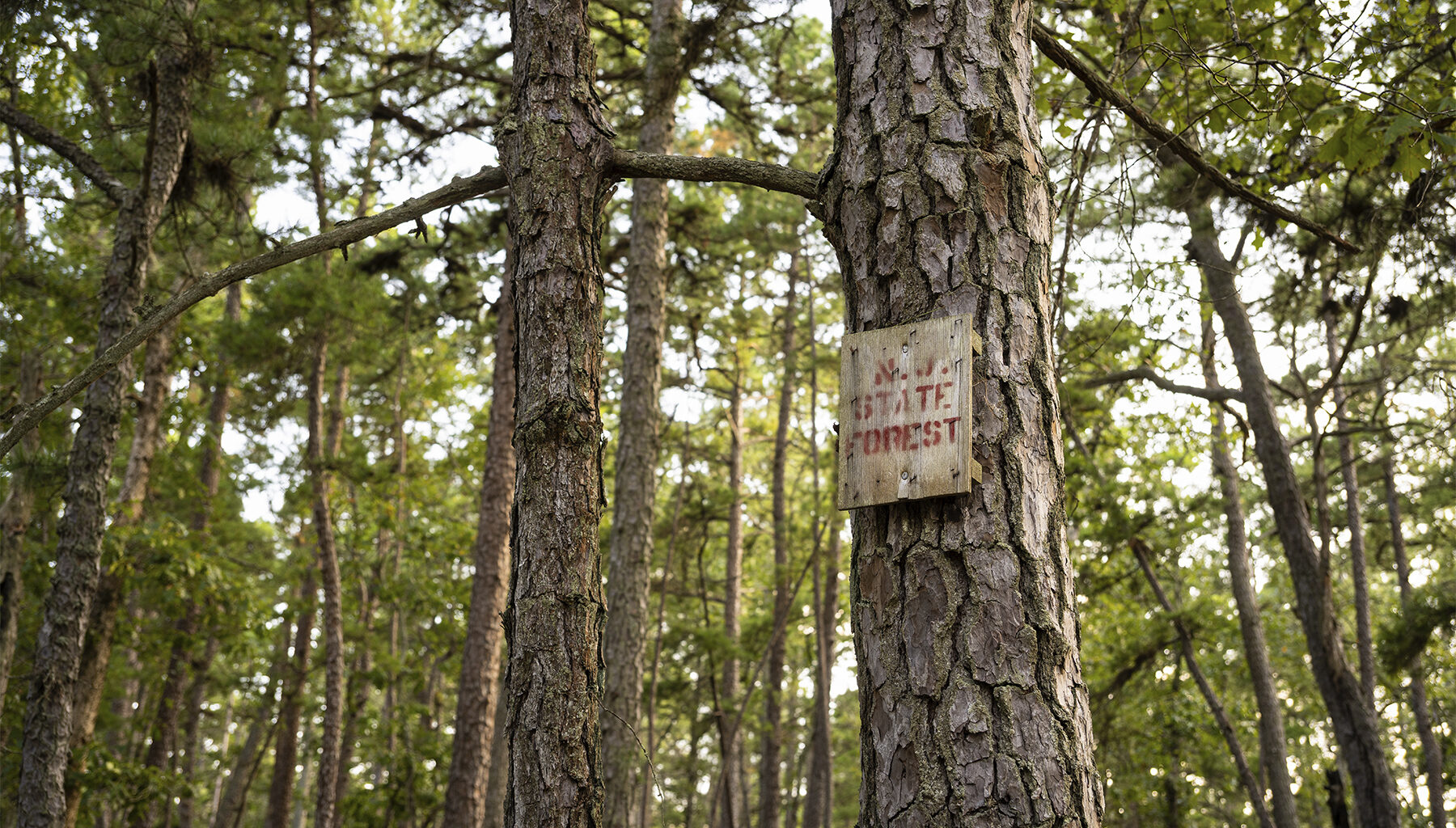 A Love Letter to the Pine Barrens