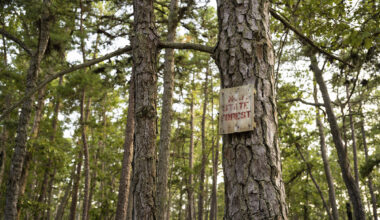 A Love Letter to the Pine Barrens