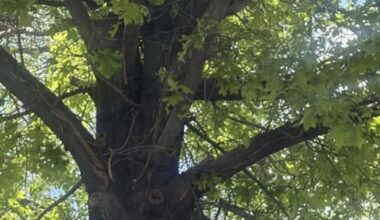 Crews remove bear from tree