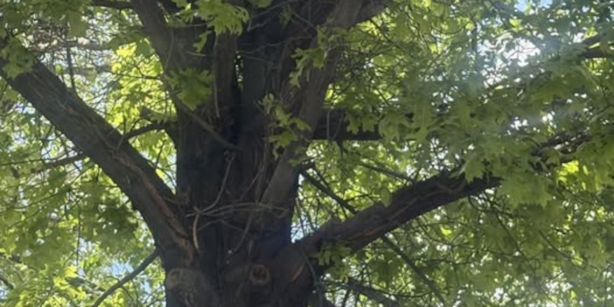 Crews remove bear from tree