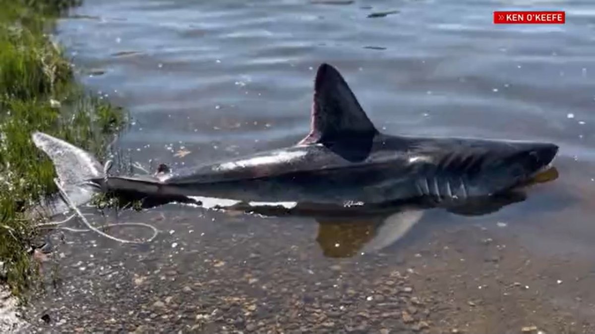 Shark spotted in Point Judith Pond in Rhode Island – NBC Boston