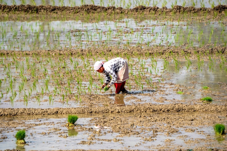A farmer plants rice saplings in a field on a winter morning, in Morigaon. (Photo: PTI)
