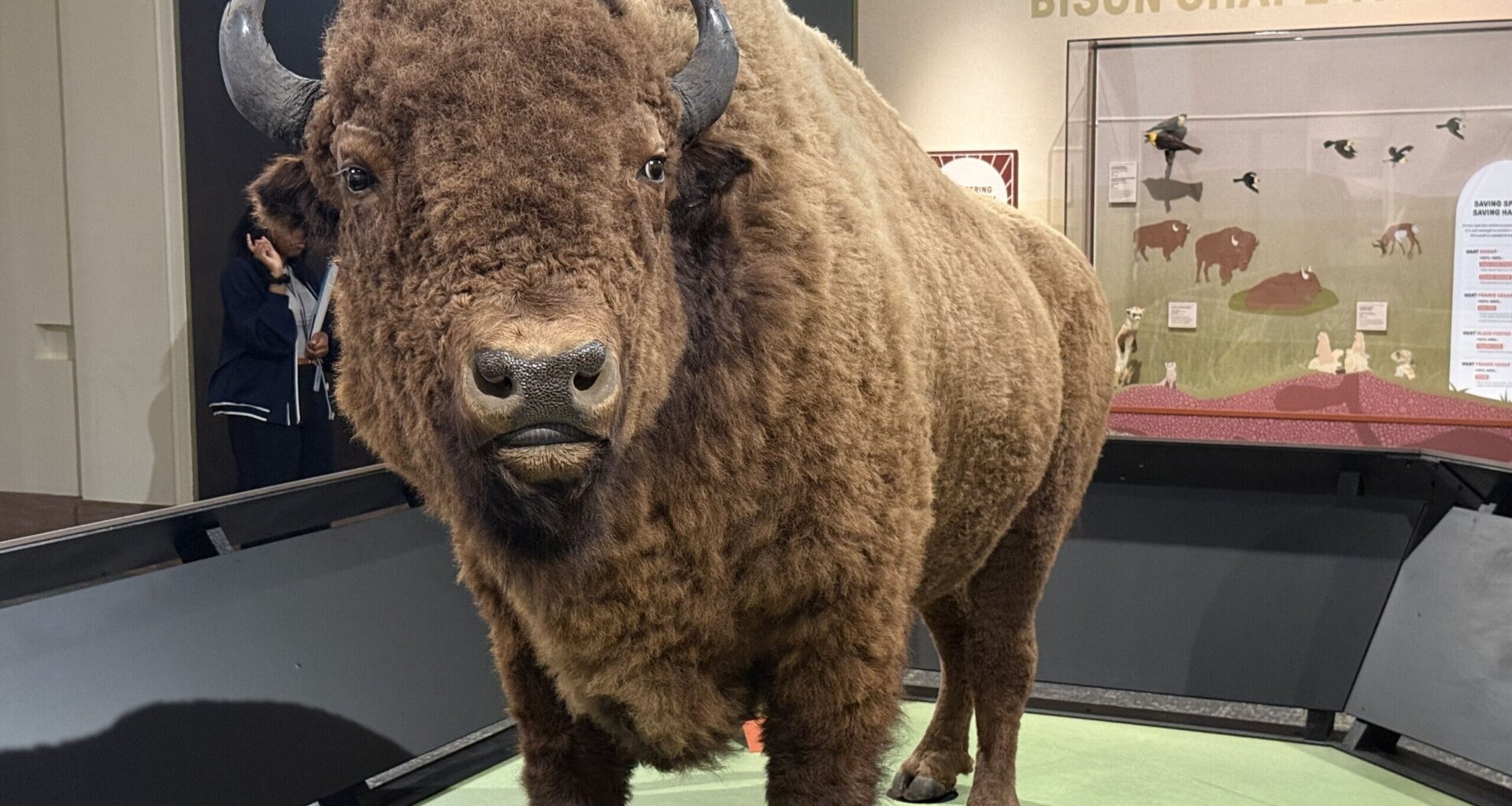 New Smithsonian exhibit traces bison’s rise, near extinction and comeback