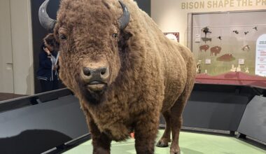 New Smithsonian exhibit traces bison’s rise, near extinction and comeback