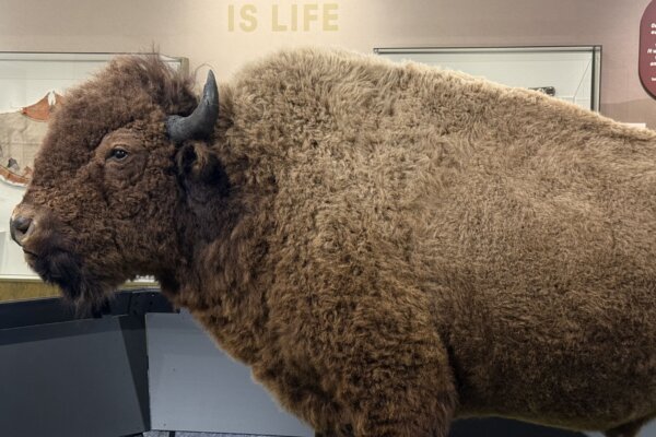 taxidermized bison