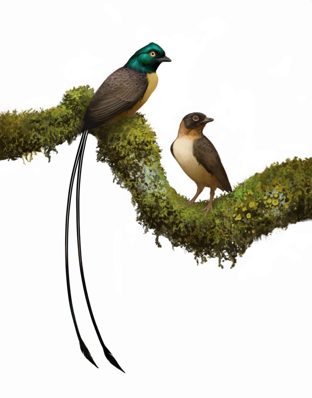 Plumadraco Artist impression