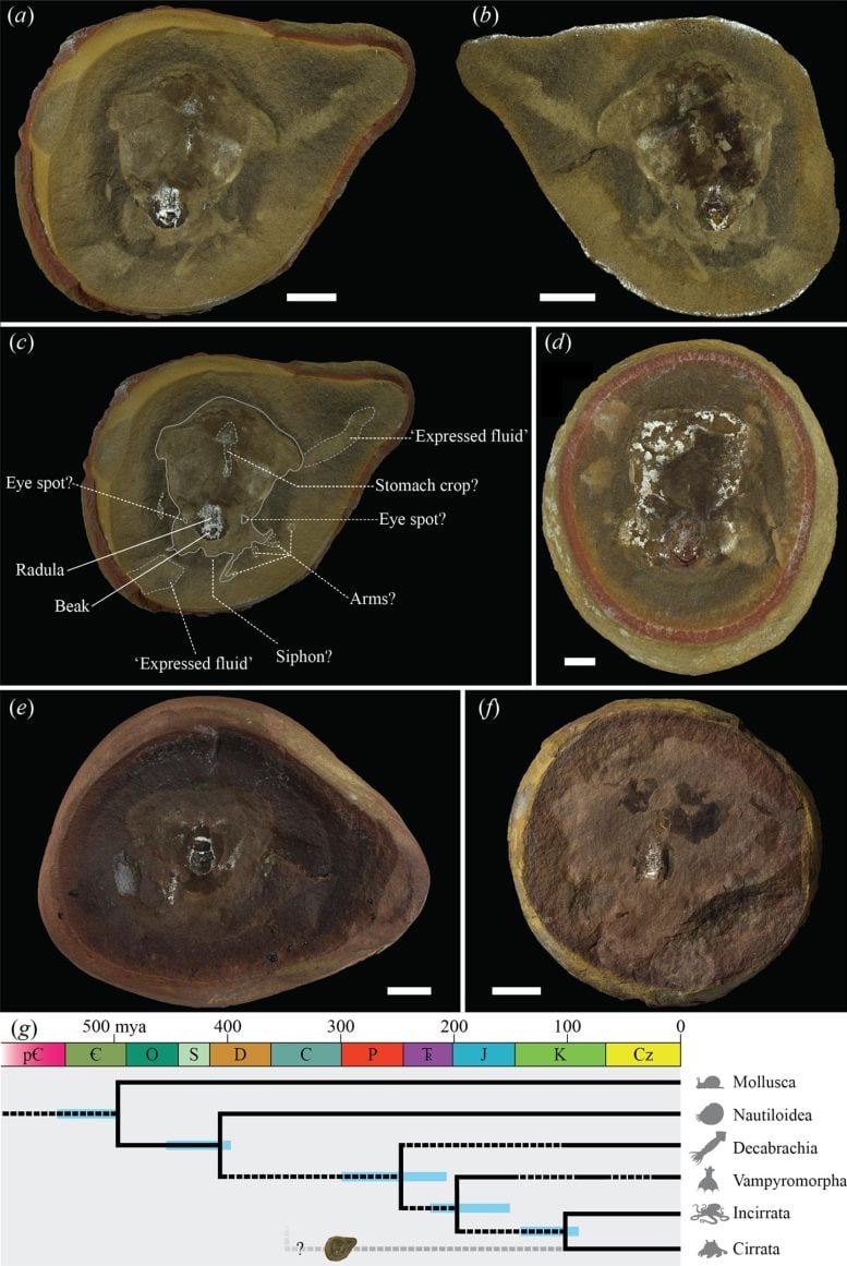 Pohlsepia mazonensis Anatomy