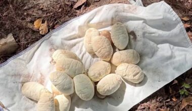 Burmese python nesting season find shows how adaptable they are – NBC 6 South Florida