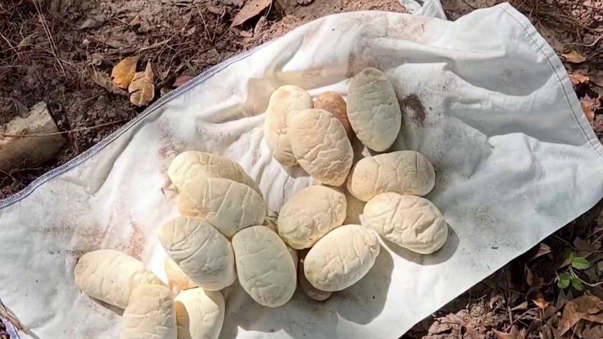 Burmese python nesting season find shows how adaptable they are – NBC 6 South Florida