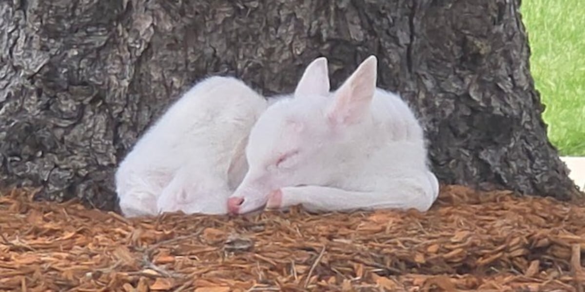 Rare white fawn spotted at Indian Hills Community College
