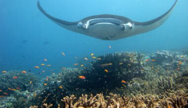 Video of manta ray capture drew outrage. Florida may continue allowing it - Tampa Bay Times
