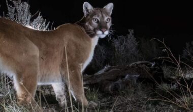 How much should California worry about mountain lion warnings?