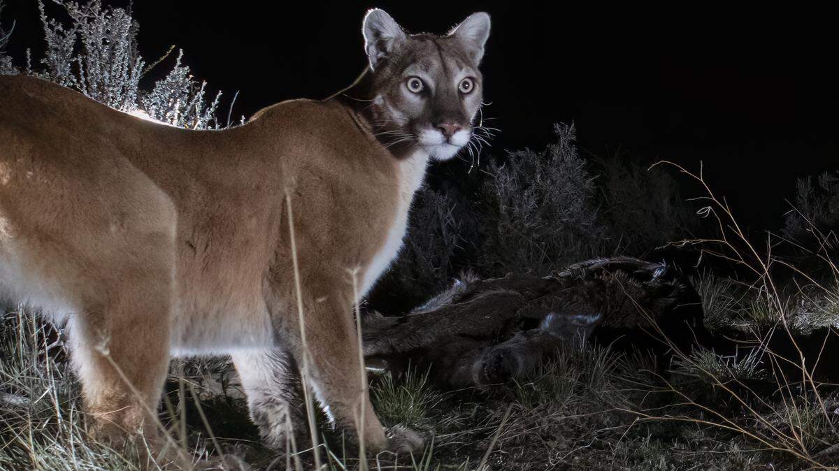 A mountain lion stands next to a dead deer as it hunts on property along Gold Run Road near Susanville in 2024. A mountain lion stands next to a dead deer as it hunts on property along Gold Run Road near Susanville in 2024.