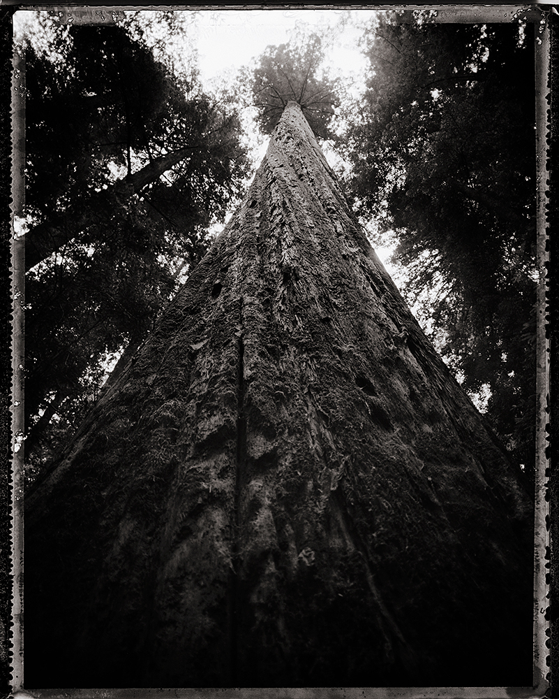 Redwood_2000