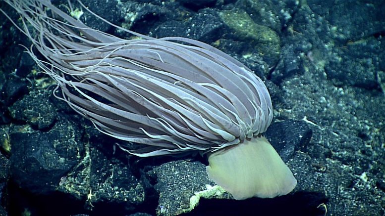 Relicanthus daphneae Deep Sea Anemone