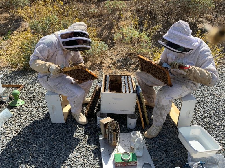 Researchers in Beekeeping Suits