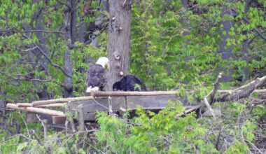 Eagles accept new nest in Two Rivers after old home destroyed in storm