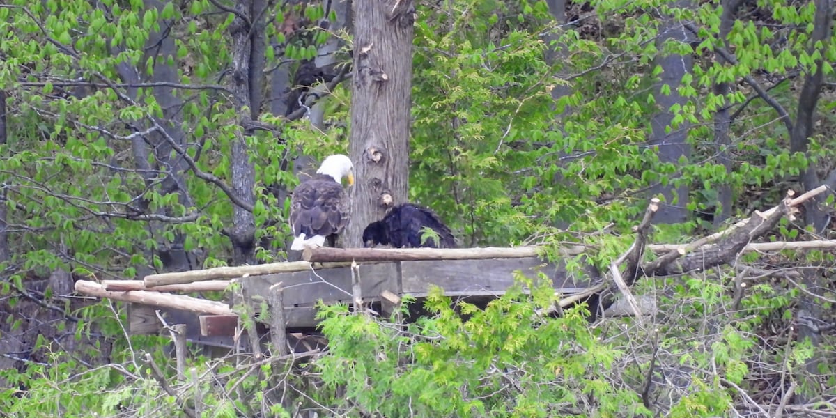 Eagles accept new nest in Two Rivers after old home destroyed in storm