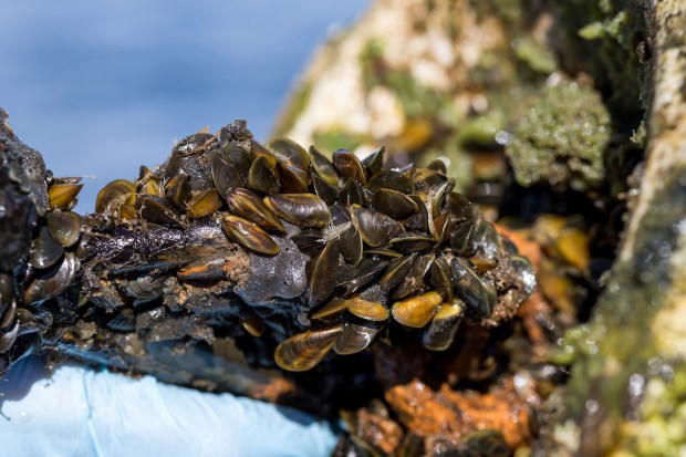 Golden mussels during surveys at O'Neill Forebay at San Luis Reservoir in Merced County, Calif., on Nov.13, 2024. (Photo: Xavier Mascareñas / California Department of Water Resources)