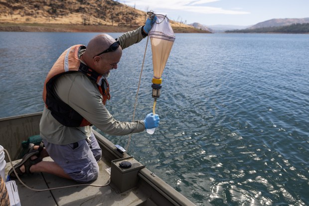 California Department of Water Resources Environmental Scientist Kevin Moncrief collects water samples at Lake Oroville in Butte County, looking for golden mussels and other invasive species on July 21, 2025. (Photo: Andrew Nixon / California Department of Water Resources)