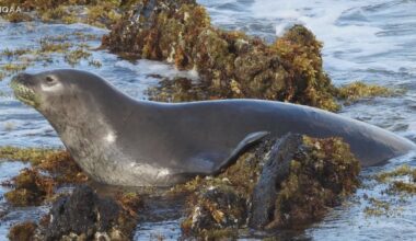 Wildlife officials identify Hawaiian Monk Seal found dead off Nanakuli Coast