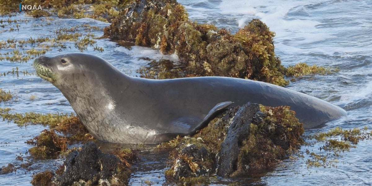 Wildlife officials identify Hawaiian Monk Seal found dead off Nanakuli Coast