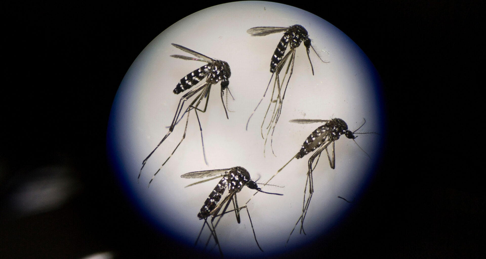 Scientists Accidentally Found a Weird New Way to Stop Mosquitoes From Mating