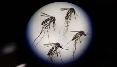 Scientists Accidentally Found a Weird New Way to Stop Mosquitoes From Mating