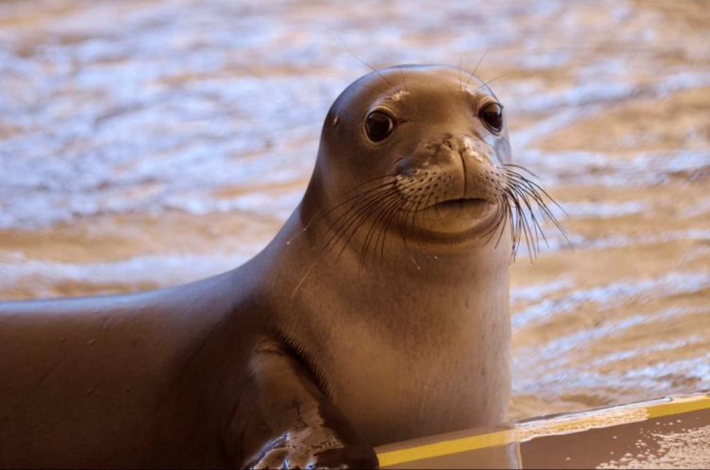 Malama monk seal