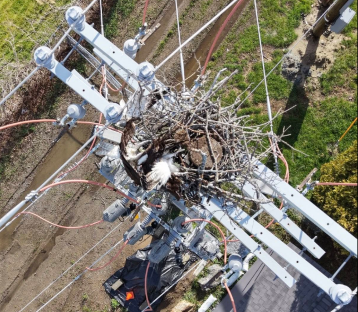Ospreys electrocuted after CMP removed nesting platform