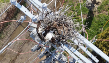 Ospreys electrocuted after CMP removed nesting platform