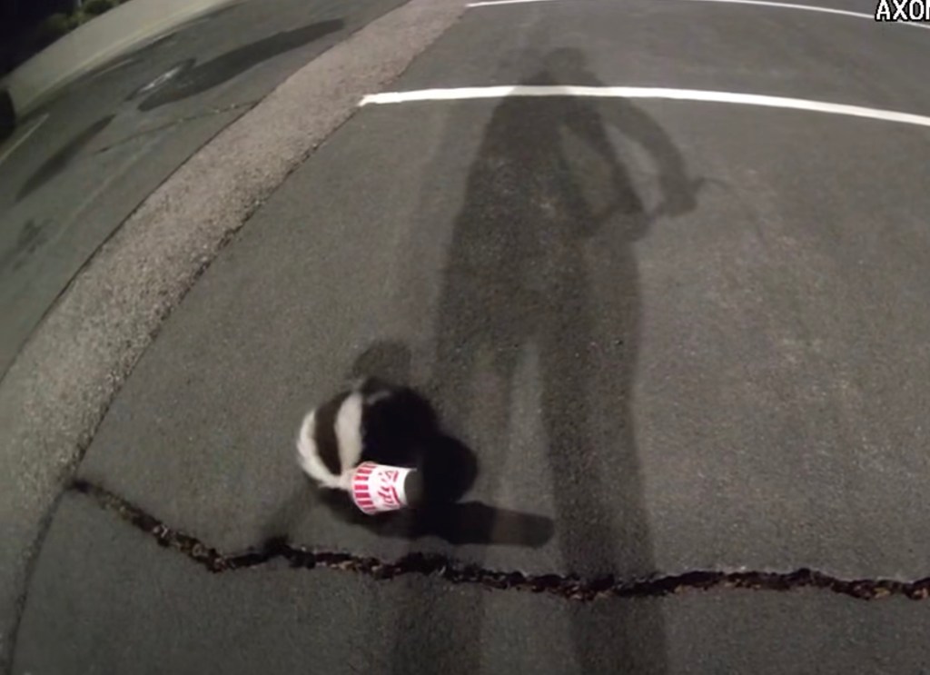 A skunk near a dropped fast food cup on cracked asphalt, with a person's shadow visible.